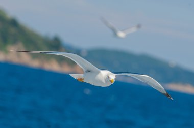 Mavi gökyüzü arasında uçan martıları