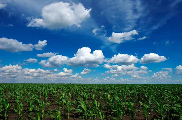 Grüne Wiese mit bewölktem Himmel — Stockfoto