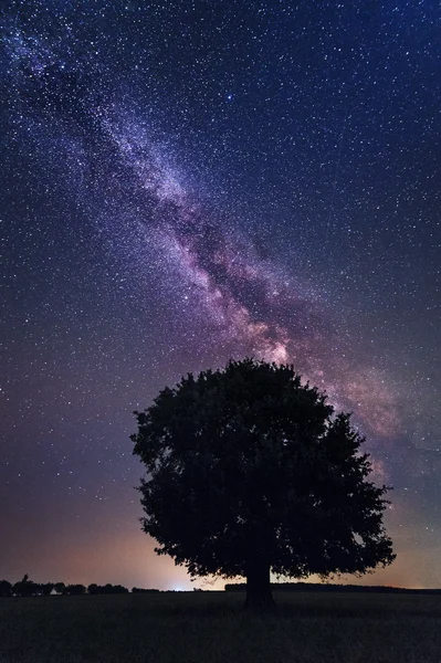 Albero solitario nella Via Lattea in una notte senza nuvole — Foto Stock