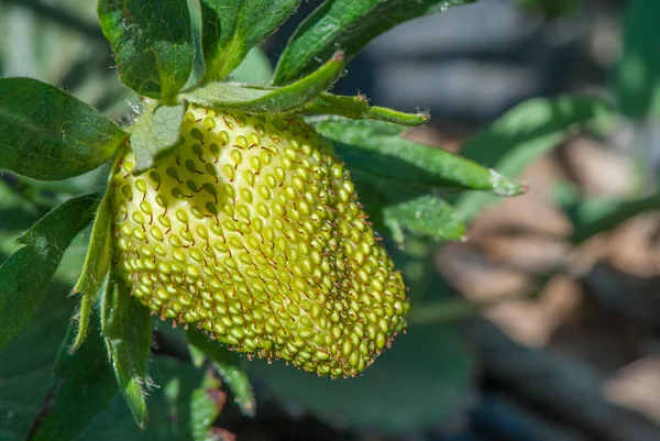 Organic strawberry unripe — Stock Photo, Image