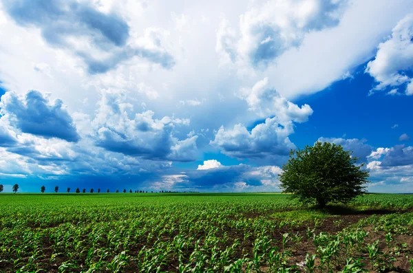 Árbol solitario en el prado verde bajo el cielo nublado — Foto de Stock