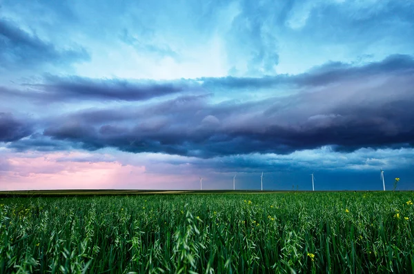 Espiga de trigo verde bajo un cielo de tormenta — Foto de Stock