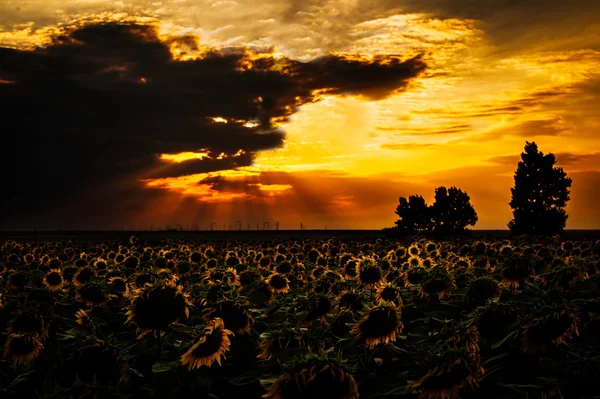 Hermosa puesta de sol sobre un campo con podsolnuzam —  Fotos de Stock