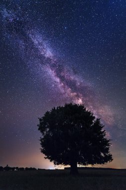 Samanyolu bulutsuz bir gecede yalnız ağaç