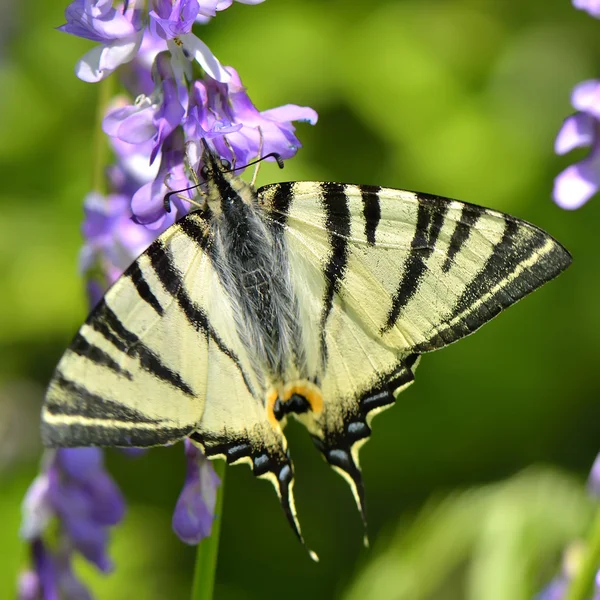 Butterfly in natural habitat (scarce swallowtail) — Stock Photo, Image
