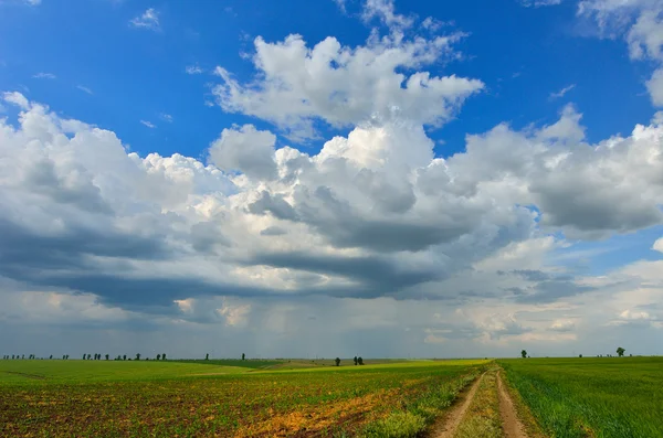 Green field and blue sky with light clouds — Stock Photo, Image