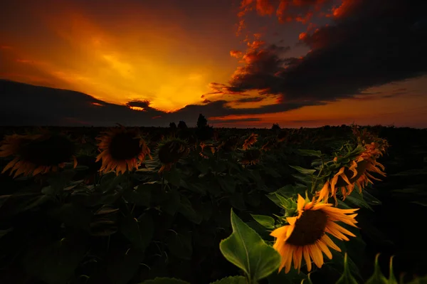Прекрасний захід сонця над полем з підсольнузамом — стокове фото