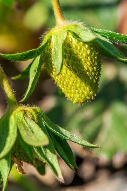 organik çilek unripen