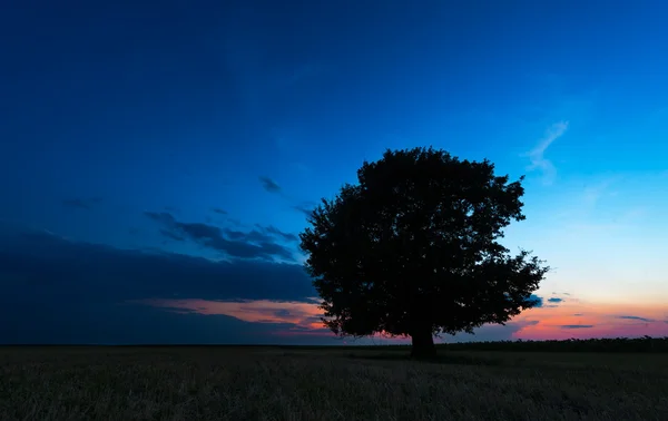 蓝色天空的晚霞反对棵孤独的树 — 图库照片