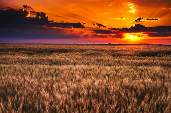 Buon tramonto sul campo — Foto Stock