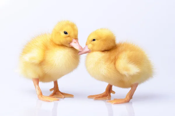 Zwei Entchen auf weißem Hintergrund — Stockfoto