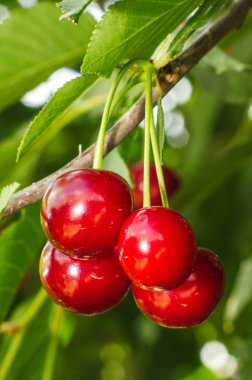 Kiraz ağacında sallanan kirazlar