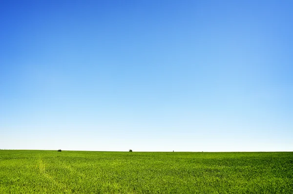 Beautiful landscape, clean blue sky — Stock Photo, Image