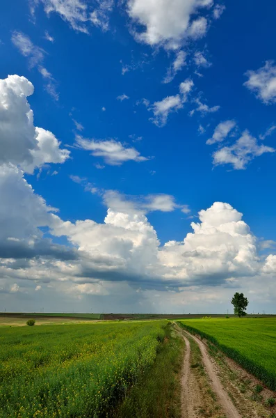 Grönt fält och blå himmel med ljusa moln — Stockfoto