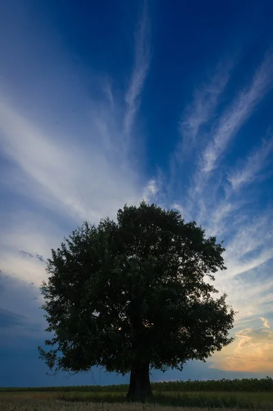 Samotne drzewo przeciw błękitne niebo na zachodzie słońca — Zdjęcie stockowe