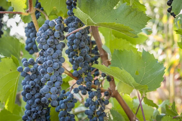 Purple red grapes with green leaves on the vine. fresh fruits — Stock Photo, Image