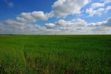 Yeşil tarla ve açık bulutlu mavi gökyüzü