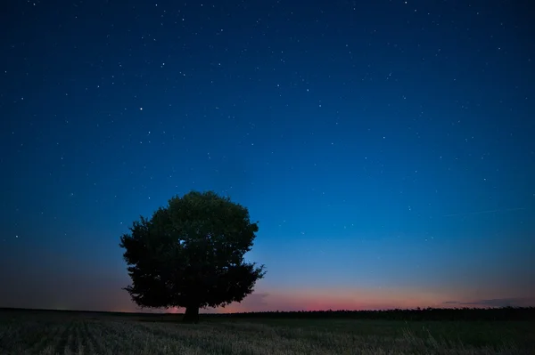 Albero solitario contro un cielo blu al tramonto — Foto Stock