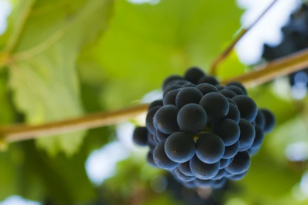 Purple red grapes with green leaves on the vine. fresh fruits — Stock Photo, Image