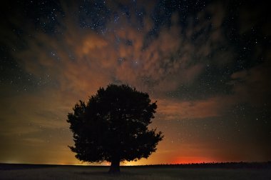 güzel Uzay arka plan ile bir alanda tek bir ağaç