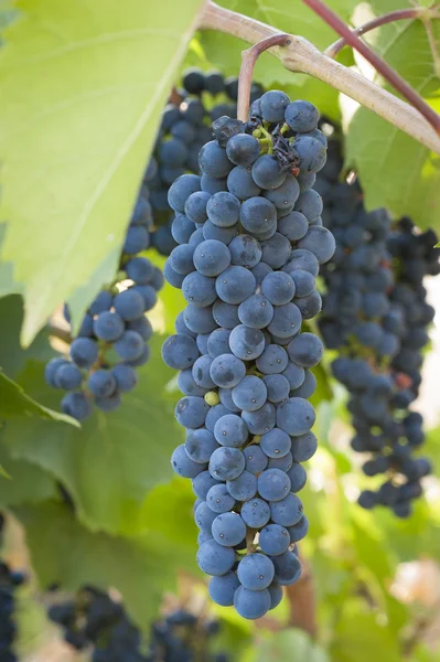 Purple red grapes with green leaves on the vine. fresh fruits — Stock Photo, Image