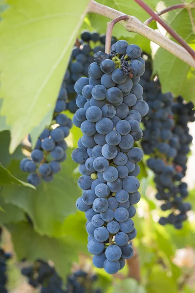 Uva rossa porpora con foglie verdi sulla vite. frutta fresca — Foto Stock