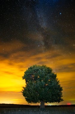 Yalnız ağaç alanda gece