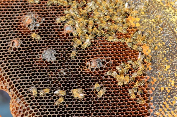 Bijen zorgen voor de larven - hun nieuwe generatie — Stockfoto