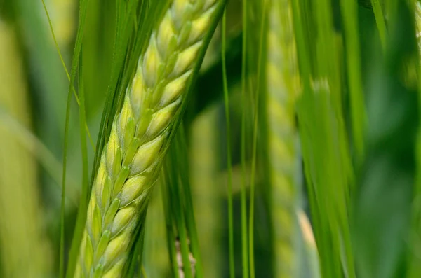 Zelená pšenice na poli. — Stock fotografie