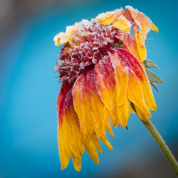 Frusen blomma i tidiga morgonljuset — Stockfoto