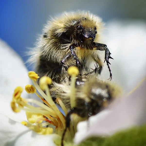 Méhecske Virág — Stock Fotó