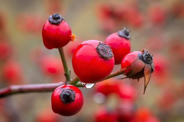 Bayas de rosa mosqueta en la ramita, fondo estacional natural de otoño — Foto de Stock