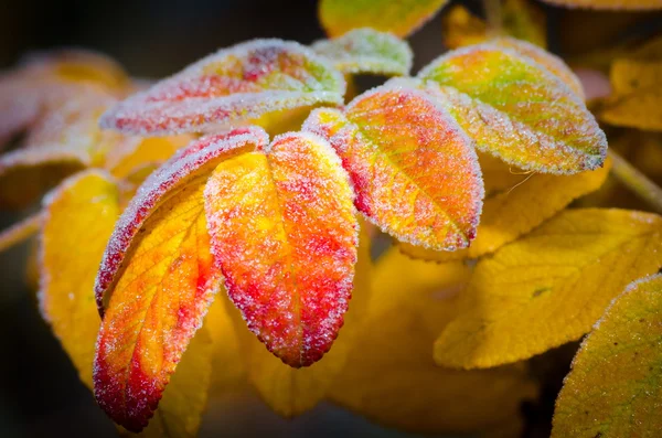 Κατεψυγμένα Φθινοπωρινά φύλλα — Φωτογραφία Αρχείου