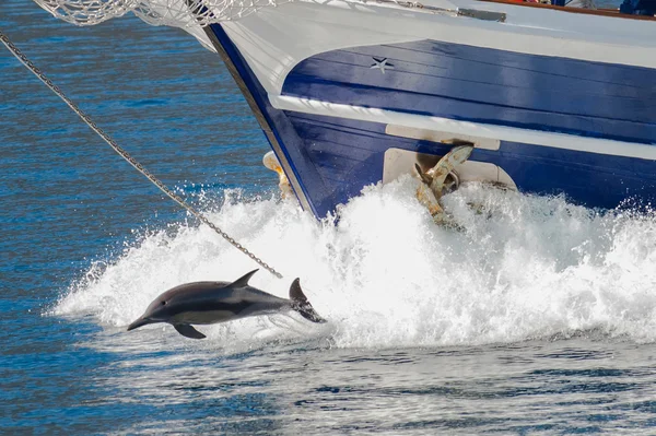 Wild dolphin — Stock Photo, Image