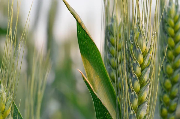 Zelené a žluté pšenice na obilném poli na jaře — Stock fotografie