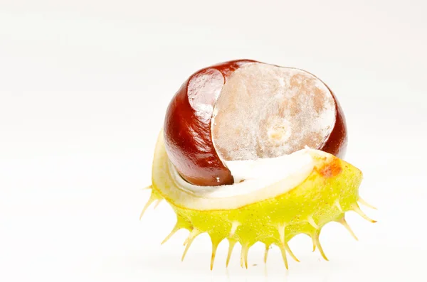 Chestnut on white background — Stock Photo, Image