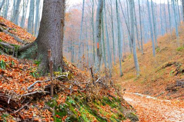 ormanda sonbahar manzarası