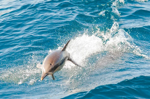 Дельфіни, стрибки — стокове фото