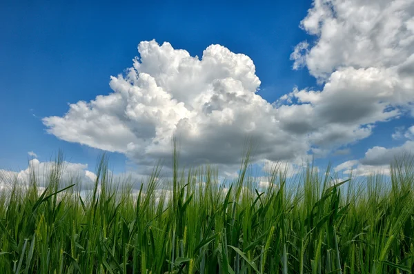 Green wheat field — Stock Photo, Image