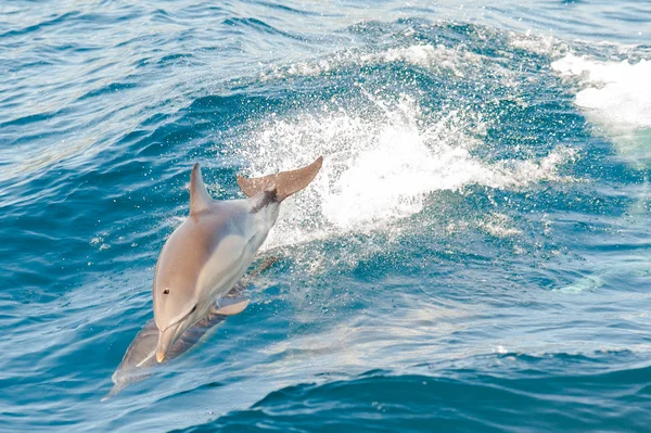跳跃的海豚 — 图库照片