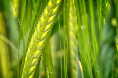 organik yeşil buğday