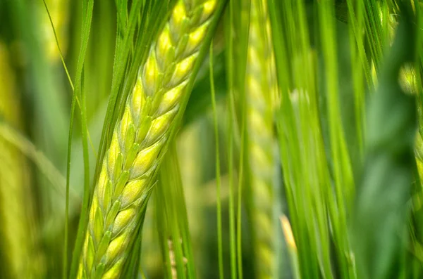 Trigo verde ecológico — Foto de Stock