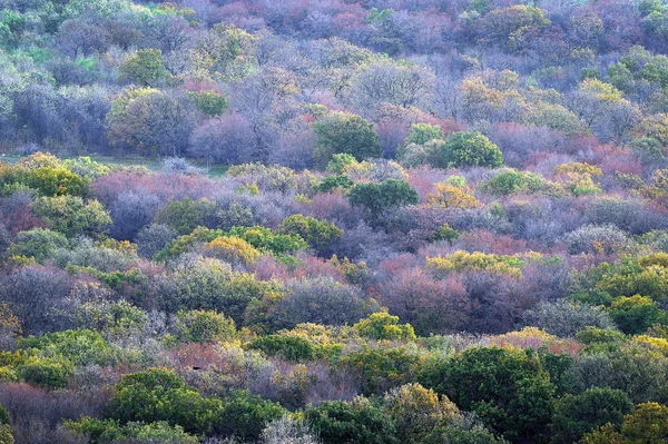 Alan üzerinde renkli sonbahar ağaçlar — Stok fotoğraf