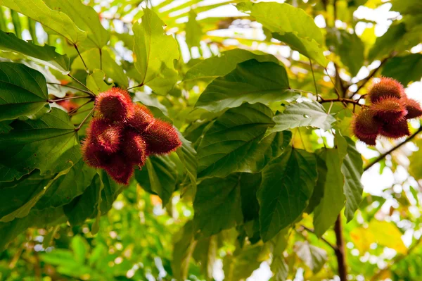 Annatto — Stock Photo, Image