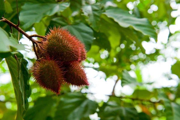 Annatto — Stock Photo, Image