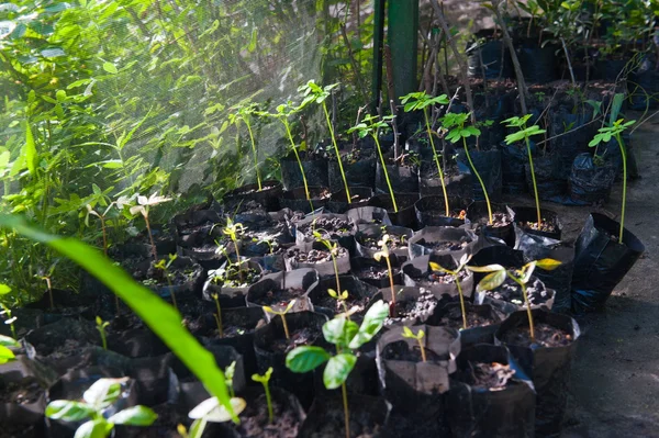 温室里的植物种植 — 图库照片