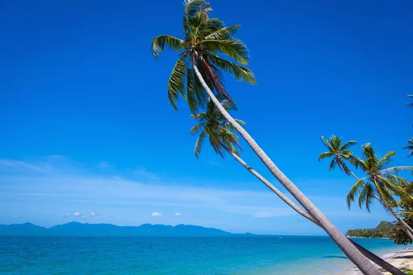 Palmeras de coco en el fondo cielo azul y el mar — Foto de Stock