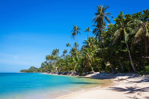 Palmeras de coco en el fondo cielo azul y el mar — Foto de Stock