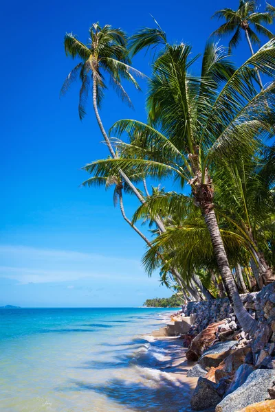 Coconut palms on background blue sky and sea — Stock Photo, Image