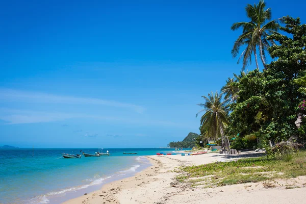 Coconut palms on background blue sky and sea — Stock Photo, Image